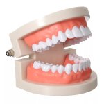 Verk Model lidského chrupu