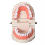 Verk Model lidského chrupu