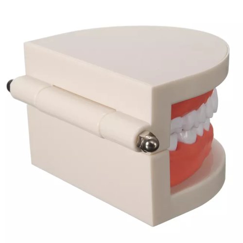 Verk Model lidského chrupu