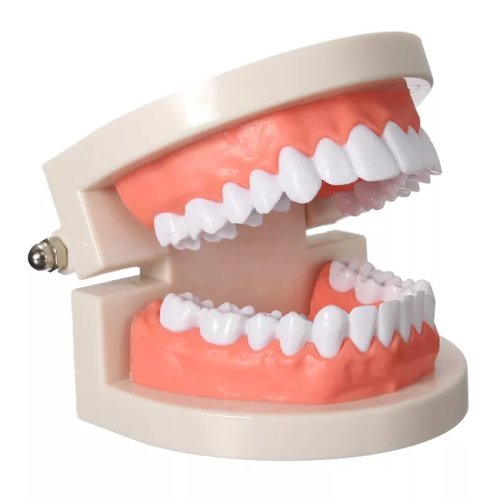 Verk Model lidského chrupu