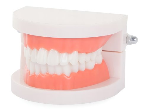 Verk Model lidského chrupu