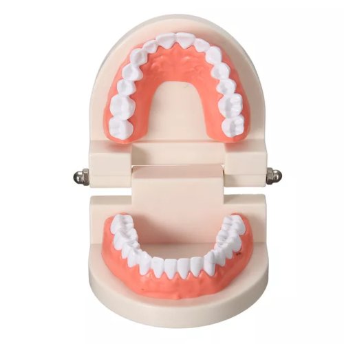 Verk Model lidského chrupu