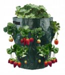 APT AG691A Zahradní vak na jahody 170 x 330 mm