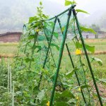GFT Podpůrná síť pro pěstování zeleniny a květin 