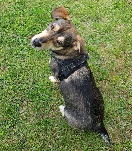 Purlov 16149 Postroj pro psa vel. S černý