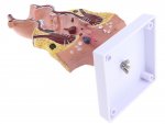 Verk 01626 Model ľudského hemoroidu - 5x zväčšené