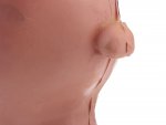 Verk 01626 Model ľudského hemoroidu - 5x zväčšené