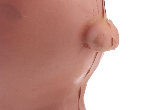 Verk 01626 Model ľudského hemoroidu - 5x zväčšené
