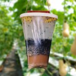 Verk Biologická mucholapka FLIES Away
