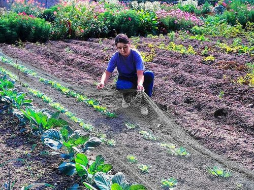 Verk 01729 Ochranná síť proti ptákům 4 x 6 m