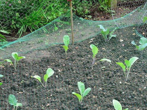 Verk 01730 Ochranná síť proti ptákům 4 x 10 m