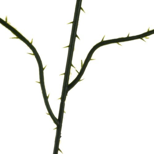 Gardlov 22557 Listové větvičky růže 12 ks