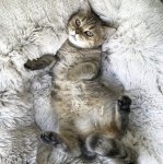 Purlov 22759 Pelíšek pro psa/kočku 60 cm šedý