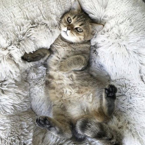 Purlov 22759 Pelíšek pro psa/kočku 60 cm šedý