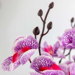 Vergionic 2308 Orchidea kvetina umelá v kvetináči, 40 cm