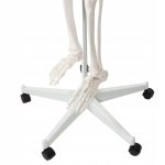 Malatec 22583 Anatomický model kostry so stojanom 170 cm