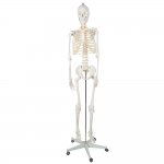 Malatec 22583 Anatomický model kostry se stojanem 170 cm