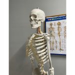 Malatec 22583 Anatomický model kostry se stojanem 170 cm
