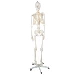 Malatec 22583 Anatomický model kostry so stojanom 170 cm