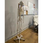 Malatec 22583 Anatomický model kostry se stojanem 170 cm