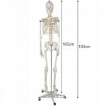 Malatec 22583 Anatomický model kostry se stojanem 170 cm