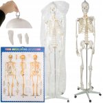 Malatec 22583 Anatomický model kostry se stojanem 170 cm