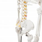 Malatec 22583 Anatomický model kostry se stojanem 170 cm