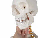 Malatec 22583 Anatomický model kostry se stojanem 170 cm