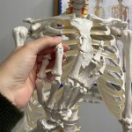 Malatec 22583 Anatomický model kostry se stojanem 170 cm