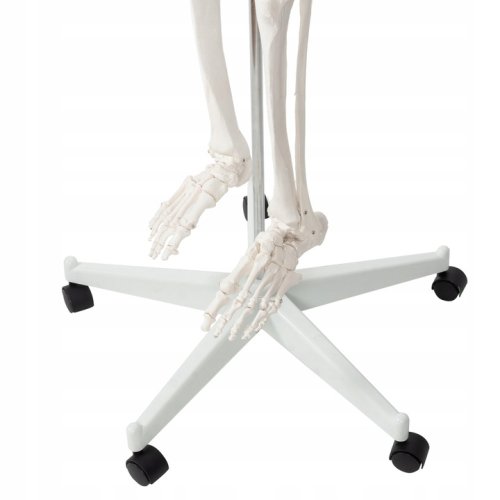 Malatec 22583 Anatomický model kostry so stojanom 170 cm