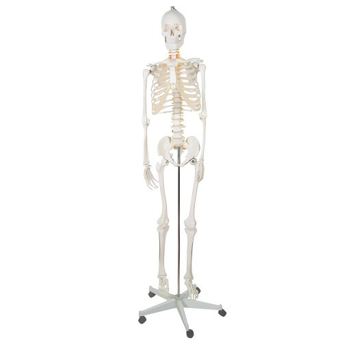 Malatec 22583 Anatomický model kostry se stojanem 170 cm