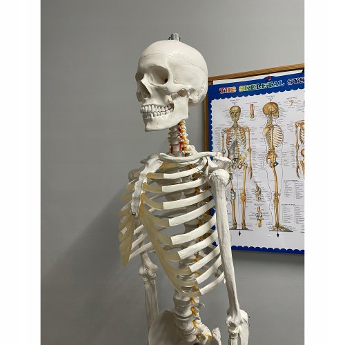 Malatec 22583 Anatomický model kostry se stojanem 170 cm