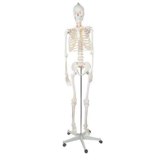 Malatec 22583 Anatomický model kostry so stojanom 170 cm