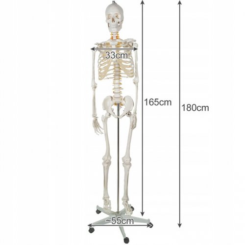 Malatec 22583 Anatomický model kostry se stojanem 170 cm