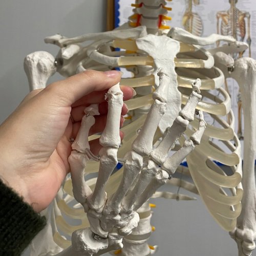 Malatec 22583 Anatomický model kostry se stojanem 170 cm