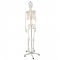 Malatec 22583 Anatomický model kostry se stojanem 170 cm