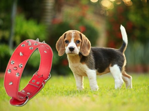 Verk 19364 Obojek s ostny 62 x 3,5 cm modrý