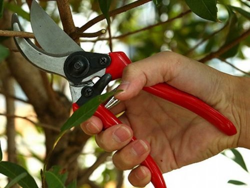 Verk 11421 Zahradní nůžky 20 cm červené
