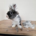 Purlov 24089 Strihací strojček na úpravu srsti