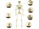 Verk 26132 Ľudská kostra dekorácie na Halloween 40 cm