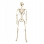 Verk 26132 Ľudská kostra dekorácie na Halloween 40 cm