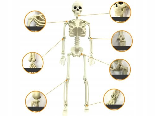 Verk 26132 Ľudská kostra dekorácie na Halloween 40 cm