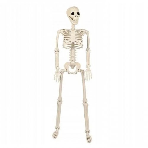 Verk 26132 Ľudská kostra dekorácie na Halloween 40 cm