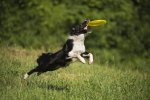 GFT Silikonové frisbee pro psy