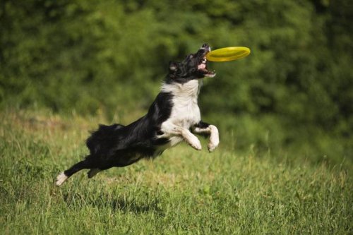GFT Silikonové frisbee pro psy