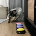 Purlov 24615 Výcvikové tlačidlá pre psa 4 ks