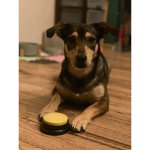 Purlov 24615 Výcvikové tlačidlá pre psa 4 ks