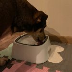 Purlov 24342 Miska na vodu pre psov 1,5 l biela + cestovná miska