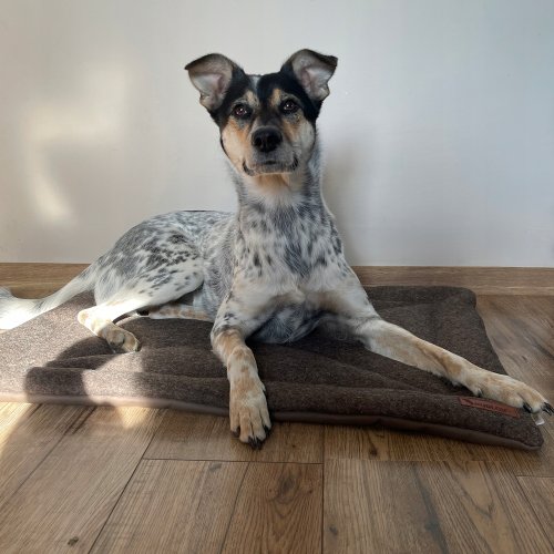 Purlov 24593 Pelíšek pro psa skládací, filc, 77 x 59 cm, hnědá