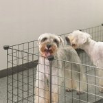 Nuxie 3252 Ohrádka pro zvířata 90 x 90 x 30 cm, černá